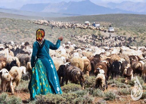 امضای دو دختر چوپان پای قرارداد شاسی بلندهای نمایندگان مجلس! 6 2186903 782