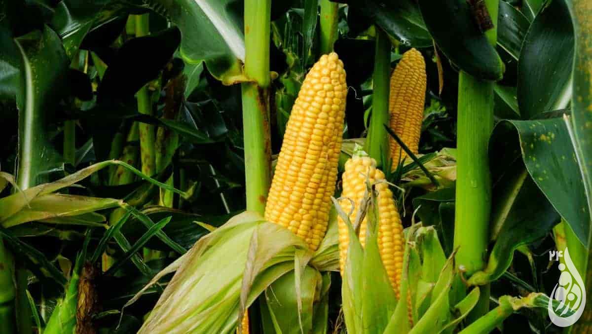 ذرت سالم در مزارع دزفول تولید میشود 1 mceu 92930765411674891778469