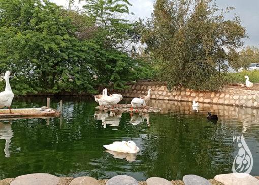 باغ وحش زیبای دزفول 3 باغ وحش دزفول