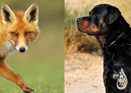 موجودی عجیب، نتیجه آمیزش سگ و روباه 1 سگ روباه