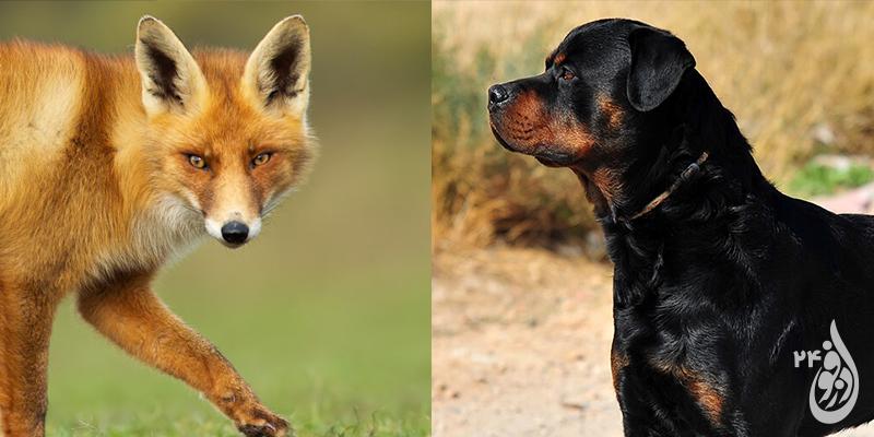 موجودی عجیب، نتیجه آمیزش سگ و روباه 1 سگ روباه