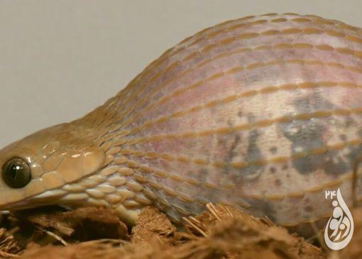 این گونهی مار بزرگترین طعمهها را میبلعد 8 مار