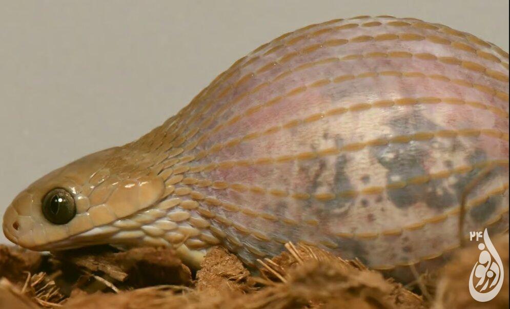 این گونهی مار بزرگترین طعمهها را میبلعد 1 مار