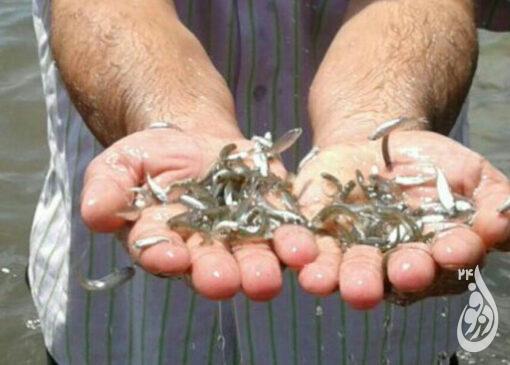 رهاسازی ۲۵۰ هزار بچه ماهی در رودخانه دز شهرستان دزفول 9 ماهی 1