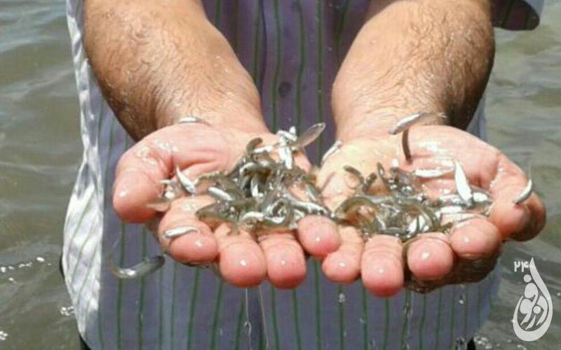 رهاسازی ۲۵۰ هزار بچه ماهی در رودخانه دز شهرستان دزفول 1 ماهی 1