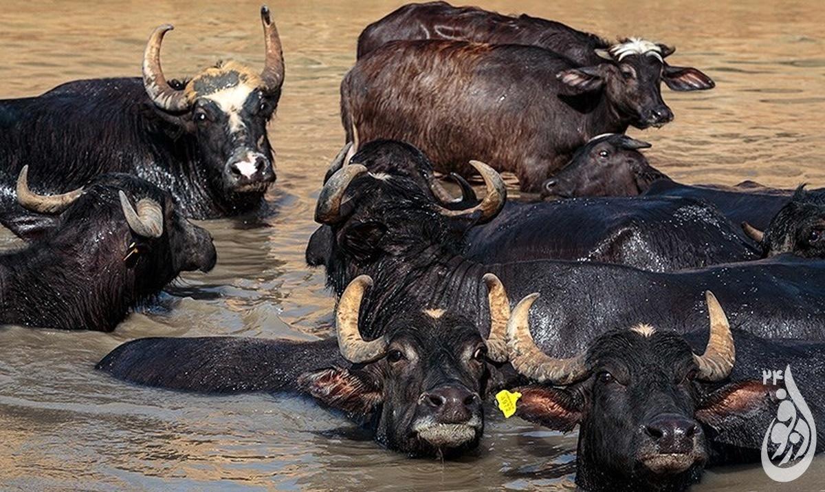 جشنواره استانی گاومیش برگزار میشود 1 گاومیش