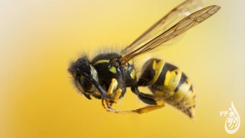 زنبورگزیدگی موجب مرگ یک دانش آموز دختر در ایذه‌ شد