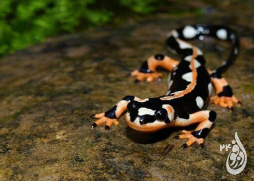 هشت تا ده هزار گونه در حال انقرض سمندر امپراطور در استان خوزستان وجود دارد 10 هشت تا ده هزار گونه در حال انقرض سمندر امپراطور در استان خوزستان وجود دارد