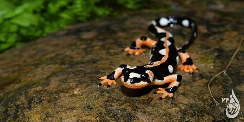 هشت تا ده هزار گونه در حال انقرض سمندر امپراطور در استان خوزستان وجود دارد 1 هشت تا ده هزار گونه در حال انقرض سمندر امپراطور در استان خوزستان وجود دارد