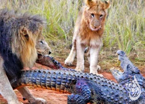 از جذابیت های حیات وحش؛ تلاش کروکودیل برای سرقت بوفالو شکار شده از چنگ شیر! 15 از جذابیت های حیات وحش؛ تلاش کروکودیل برای سرقت بوفالو شکار شده از چنگ شیر!