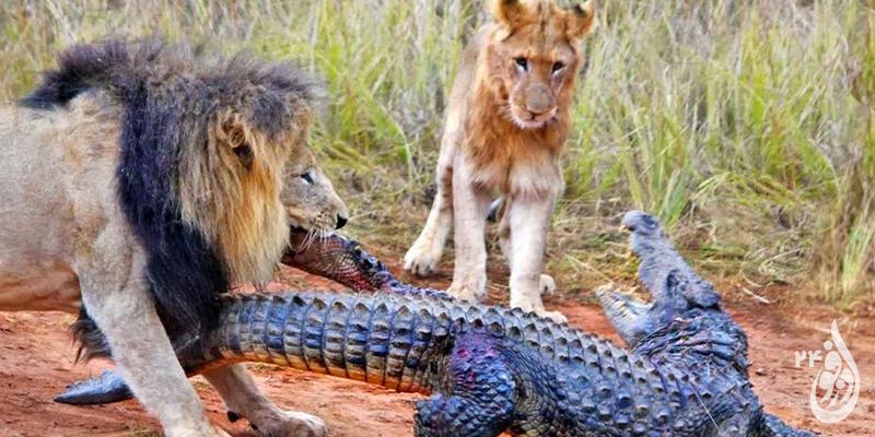 از جذابیت های حیات وحش؛ تلاش کروکودیل برای سرقت بوفالو شکار شده از چنگ شیر!