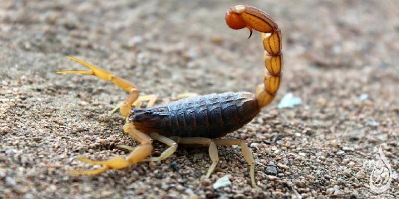 بالاترین آمار مسمومیت در دزفول ناشی از گزیدگی است 1 بالاترین آمار مسمومیت در دزفول ناشی از گزیدگی است