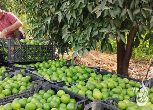 آغاز برداشت لیموشیرین از باغات دزفول 5 آغاز برداشت لیموشیرین از باغات دزفول