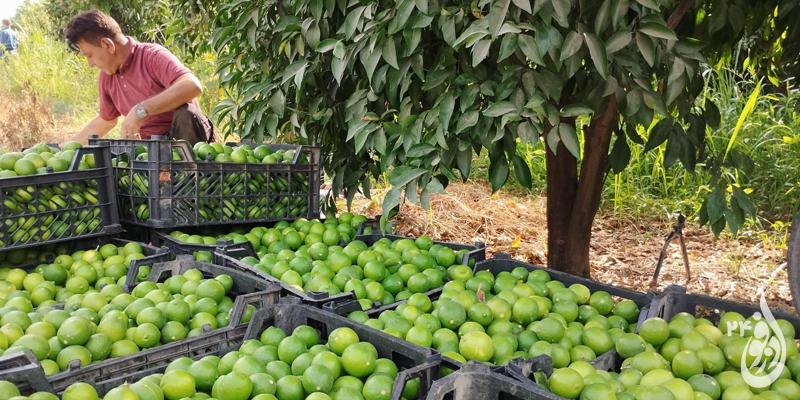 آغاز برداشت لیموشیرین از باغات دزفول 1 آغاز برداشت لیموشیرین از باغات دزفول