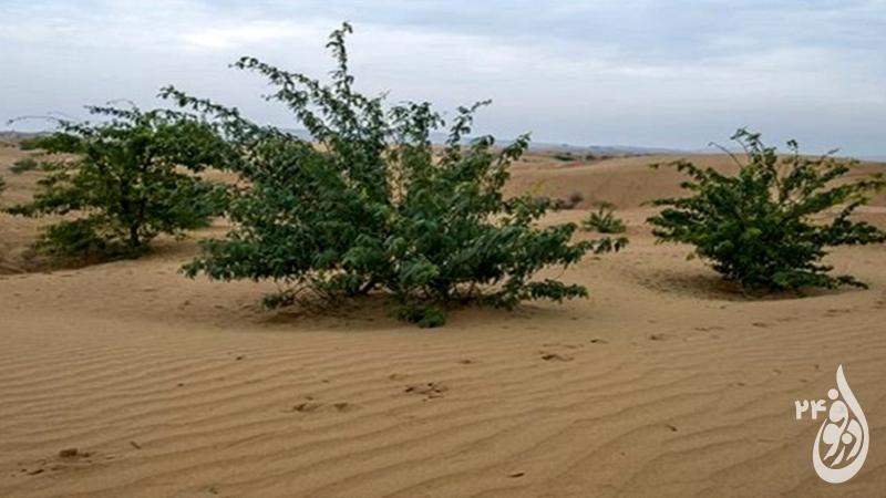 کاهش روزهای خاکی در خوزستان با نهالکاری در کانونهای گرد و غبار 7 کاهش روزهای خاکی در خوزستان با نهالکاری در کانونهای گرد و غبار