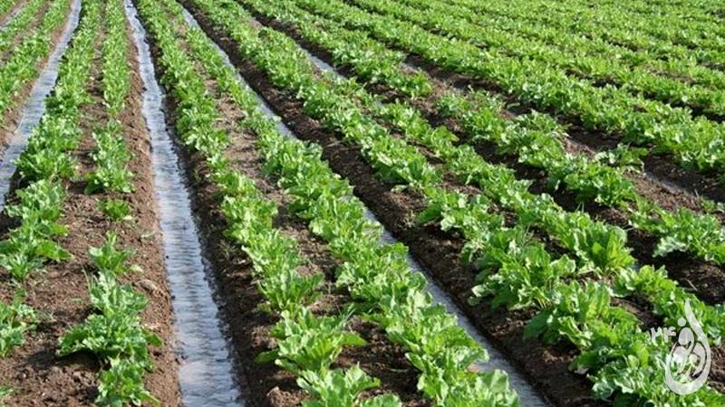 کشت پاییزه چغندر قند در مزارع دزفول 9 کشت پاییزه چغندر قند در مزارع دزفول