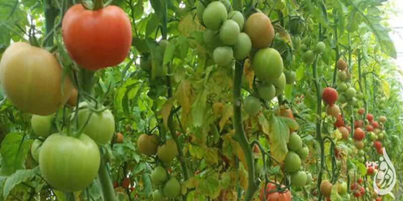 کشاورزی دزفول ۴۰۰ میلیون دلار ارزآوری برای کشور داشت 1 کشاورزی دزفول ۴۰۰ میلیون دلار ارزآوری برای کشور داشت