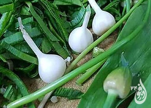 قاچاقچی گیاه دارویی کمیاب در دزفول نقره داغ شد 1 گیاه دارویی