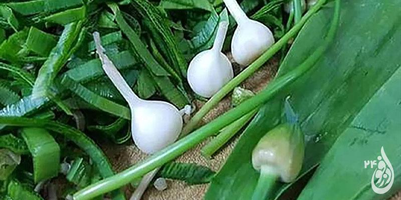 گیاه دارویی